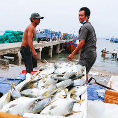 Người dân Khánh Hòa bán tháo thủy sản chạy bão